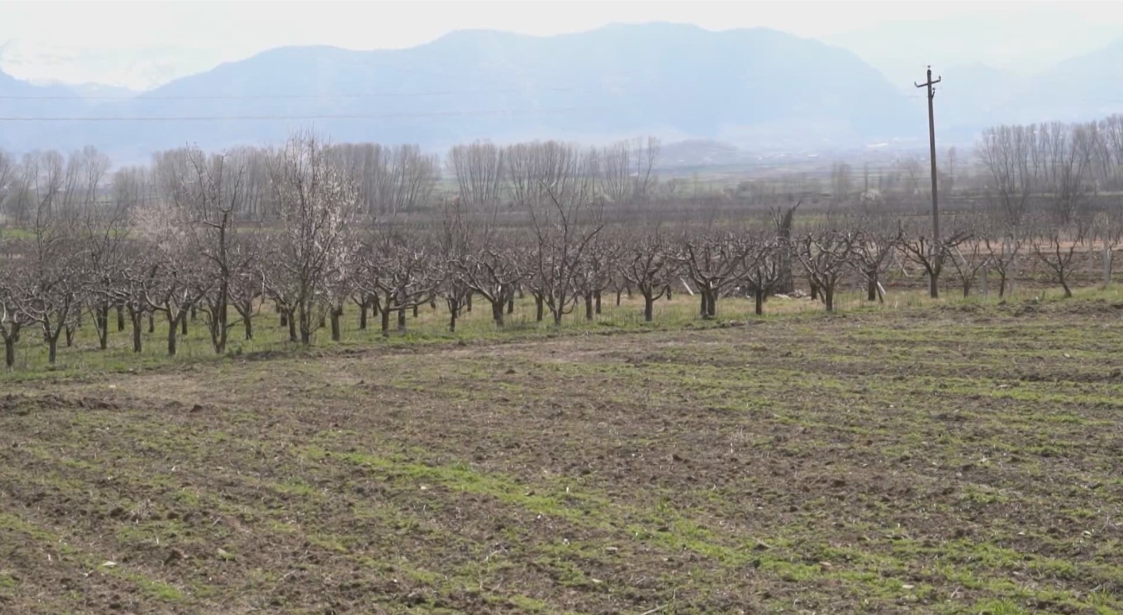 Koronavirusi s’po sjell vetëm probleme shëndetësore/ Fermerët në Korçë në ditë të zeza