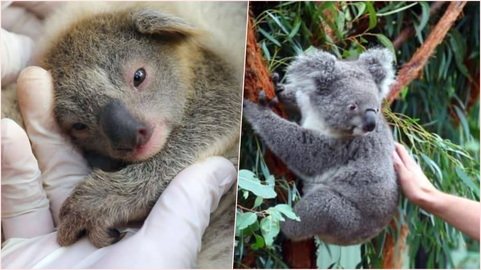 “Rinis jeta në pyjet e shkrumbuara nga flakët”/ Lind koala e parë në një park të kafshëve të egra në Australi