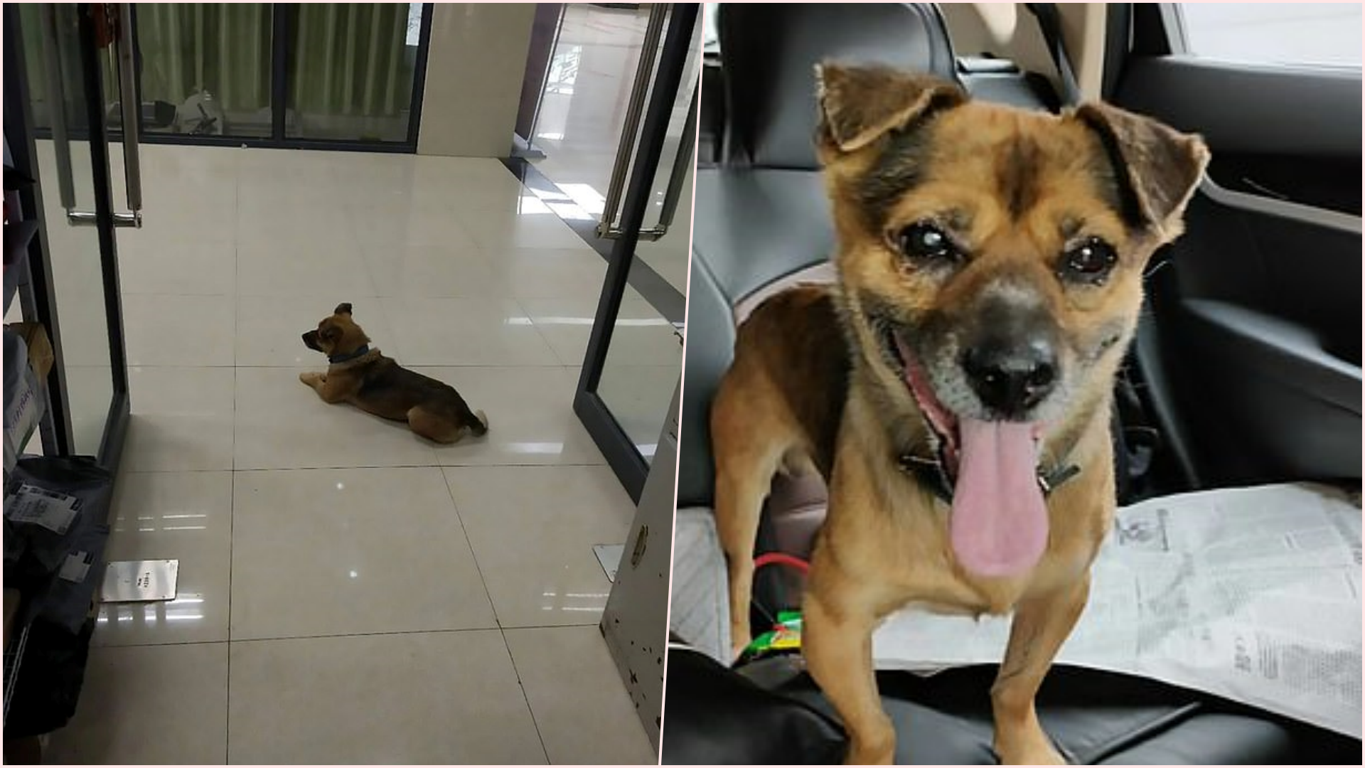 Pronari vdiq nga Covid-19, qeni besnik e pret për tre muaj në korridorin e spitalit