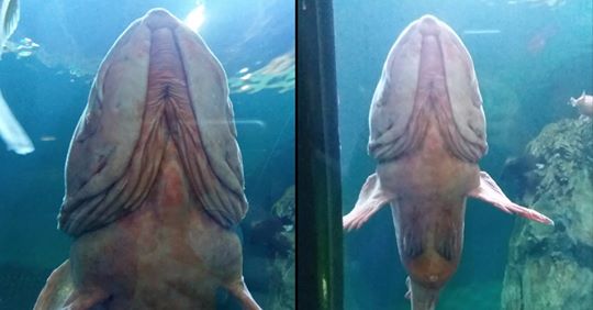 Njihuni me akuariumin e çuditshëm, brenda tij jeton peshku ‘Penis’