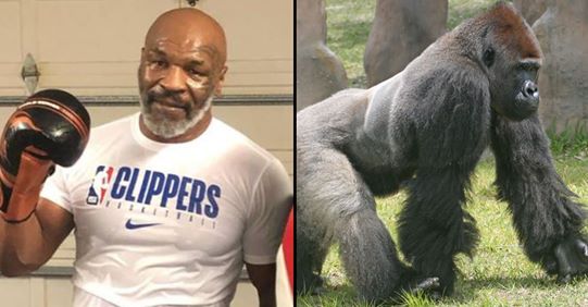 Mike Tyson zbulon se në të kaluarën ka ofruar 10 mijë dollarë për tu ndeshur me një gorillë
