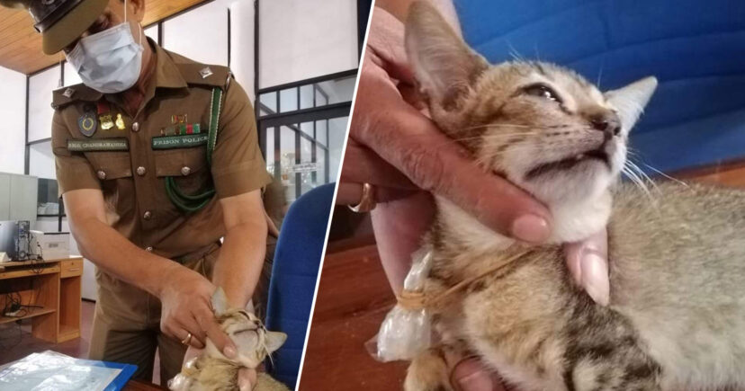 “E arrestruar” për drogë, macja arratiset nga burgu i sigurisë së lartë