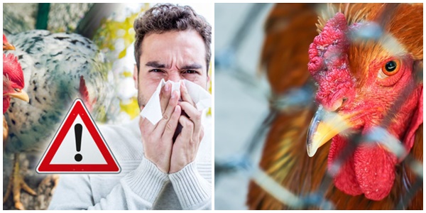 Pa kaluar koronavirusi/ Ferma e pulave konfirmon rastet e para, pritet shpërthimi i gripit të shpendëve