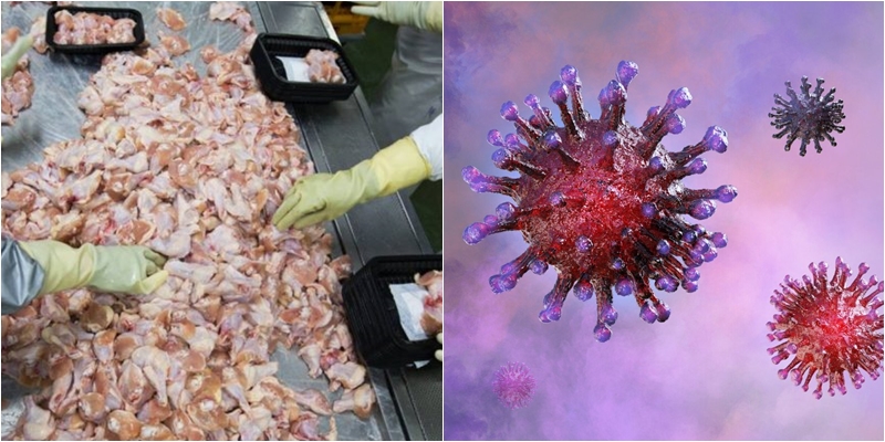 U zbuluan krahë pule me Covid, ekspertët tregojnë nëse Koronavirusi transmetohet nga ushqimi