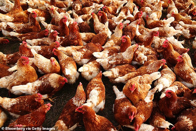 Pa kaluar koronavirusi/ Ferma e pulave konfirmon rastet e para, pritet  shpërthimi i gripit të shpendëve
