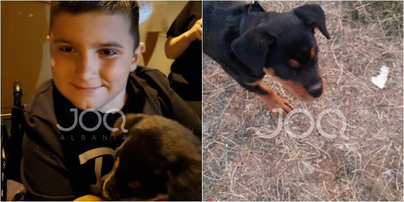 Vogëlushit invalid i humb qeni ”Rottweiler”, ia morën në oborrin e shtëpisë
