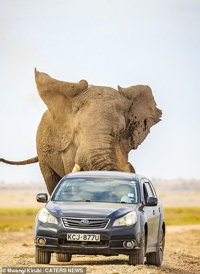 Слон автомобиль. Слоник машина. Elephant машина. Слоненок на машине.