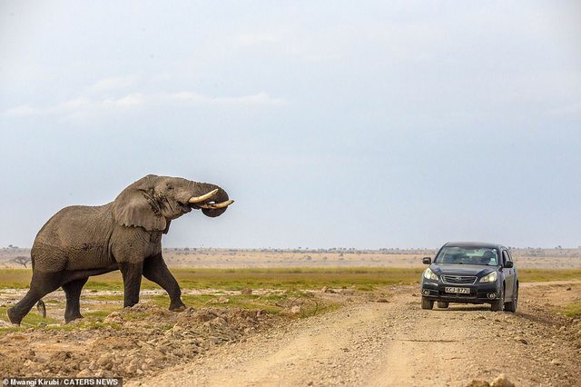 Momente të rrezikshme/ Elefanti sulet drejt makinës