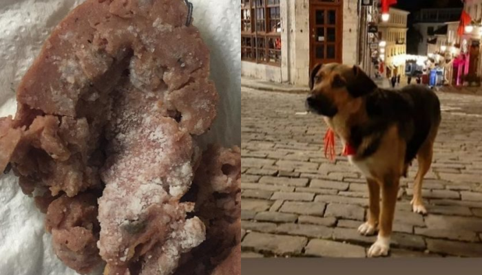Denoncimi: Bashkia e Gjirokastrës nuk ka mëshirë për kafshët, helmon qentë dhe macet e qytetit