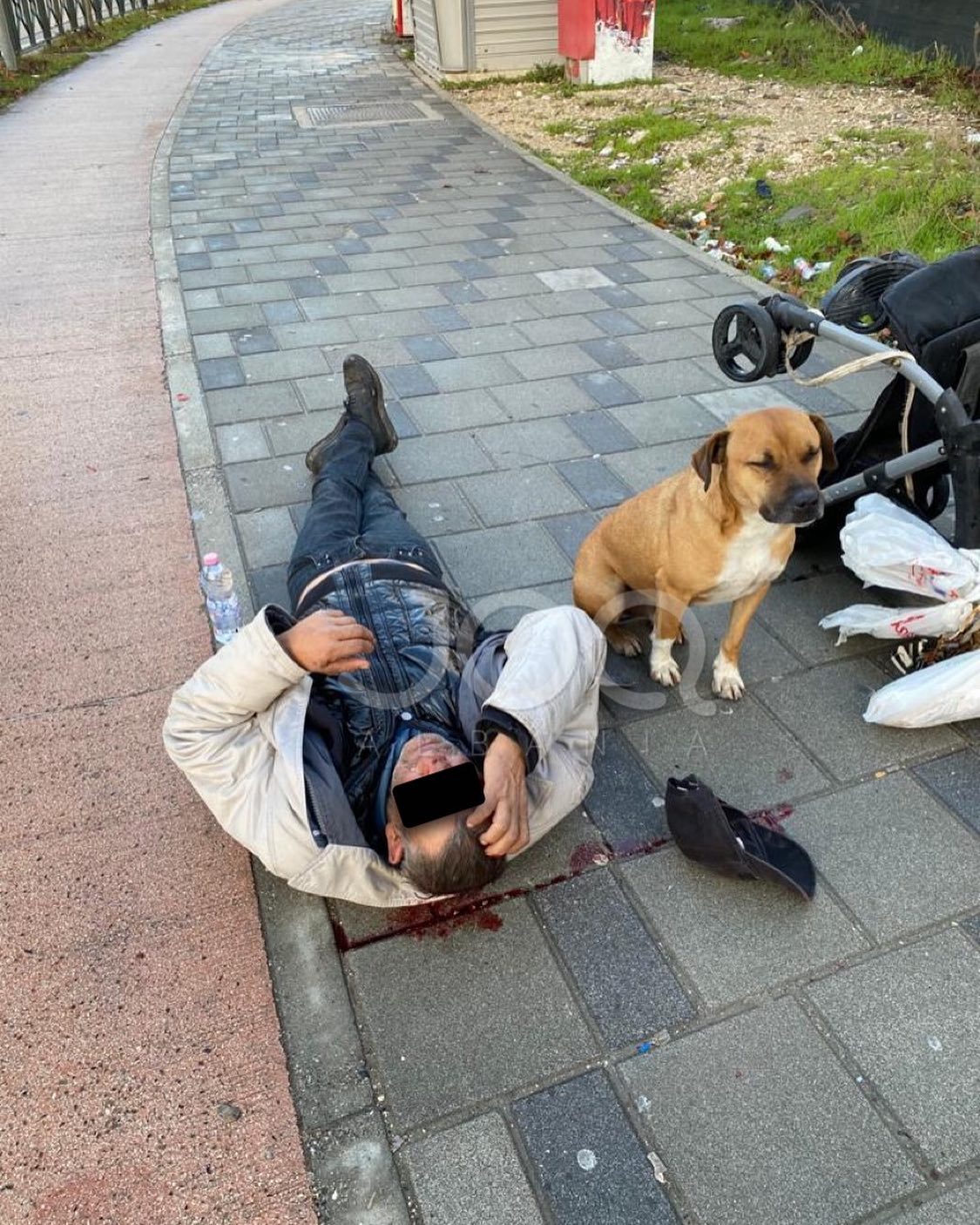 Ra në tokë pa ndjenja, qeni besnik i qëndron afër pronarit të lënduar, nuk lejon policët dhe mjekët t’i afrohen