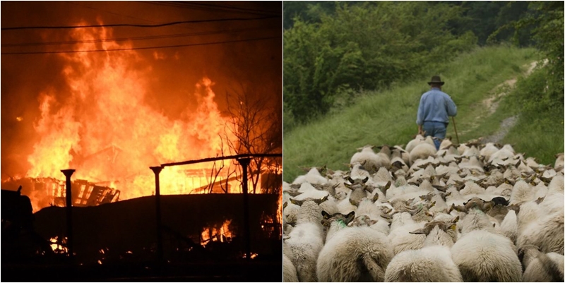 Shqiptarit i ndodh gjëma, digjen brenda në stallë 200 dele