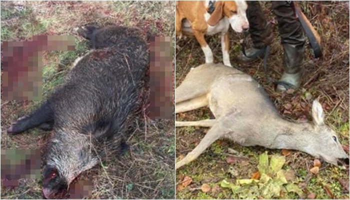 Banorët e Zagorisë ngrenë alarmin: Gjuetarët e paligjshëm po zhdukin derrat e egër dhe sorkadhet në zonë