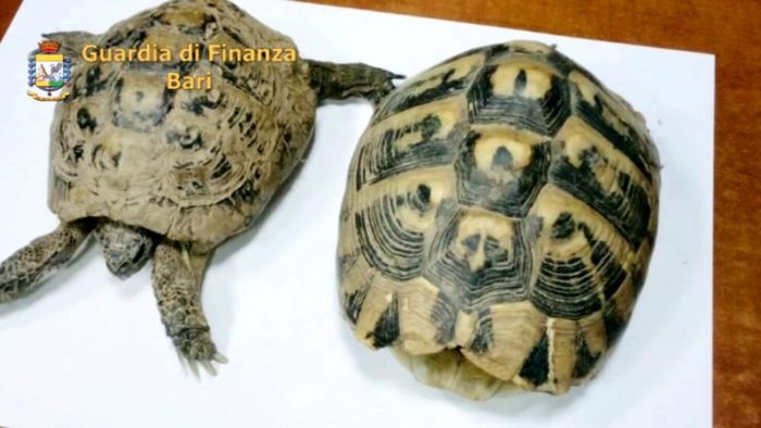 Çfarë mund të presim tjetër?! Shqiptarit i gjejnë dy breshka të rralla brenda valixheve në portin e Barit