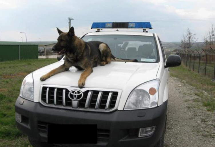 Policit nga Vushtrria ia vjedhin qenin e Policisë