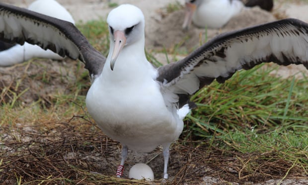 Është Albatrosi më i moshuar në botë, Wisdom çel zoçkën në moshën 70-vjeçare