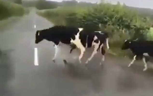 Ky është momenti i çuditshëm kur një tufë lopësh kërcejnë mbi vijat e bardha(Video)
