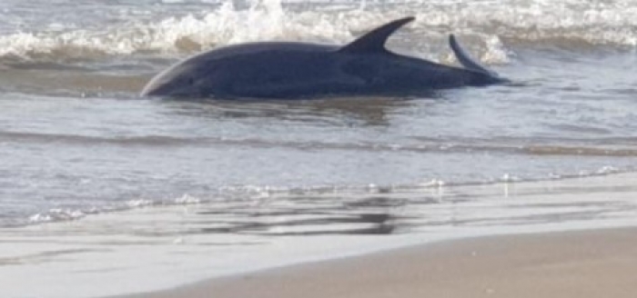 Janë ndër më të rrallat në Shqipëri, dallgët nxjerrin delfinin e ngordhur në bregdetin e Kavajës