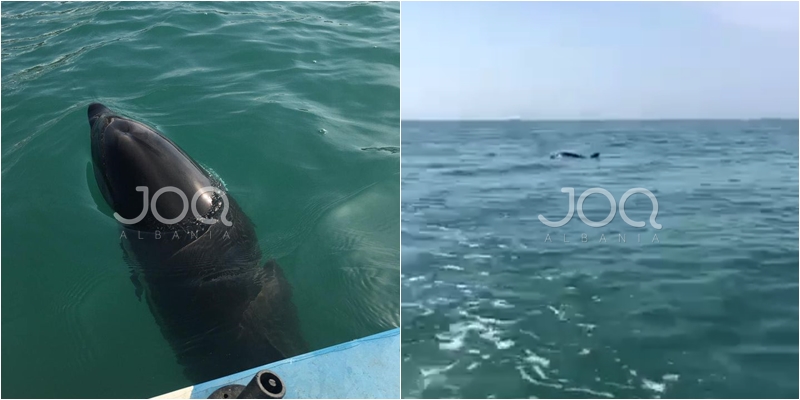 “Surprizë” në bregdetin shqiptar/ Filmohet një tjetër delfin tek Shkëmbi i Kavajës