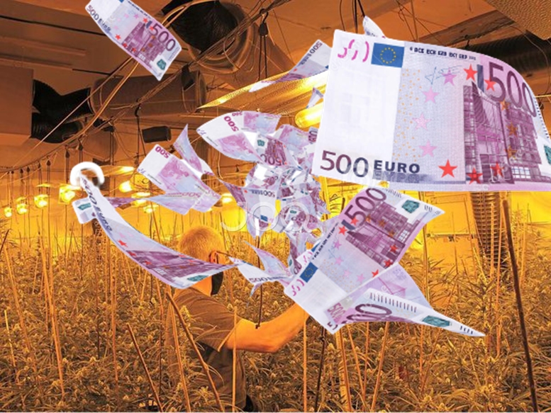 U kap në plantacionin e drogës prej 600 mijë euro/ Shqiptari: Humba shtëpinë nga tërmeti në Shqipëri