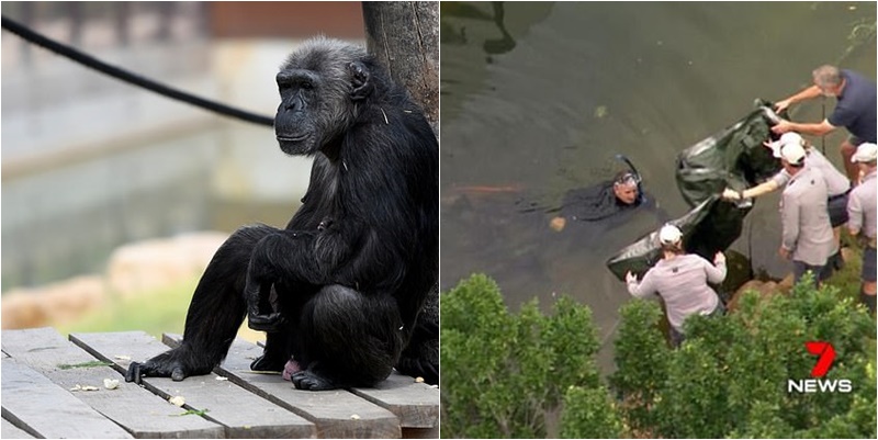 Bllokohet kopshti zoologjik, gjendet i ngordhur Mogli