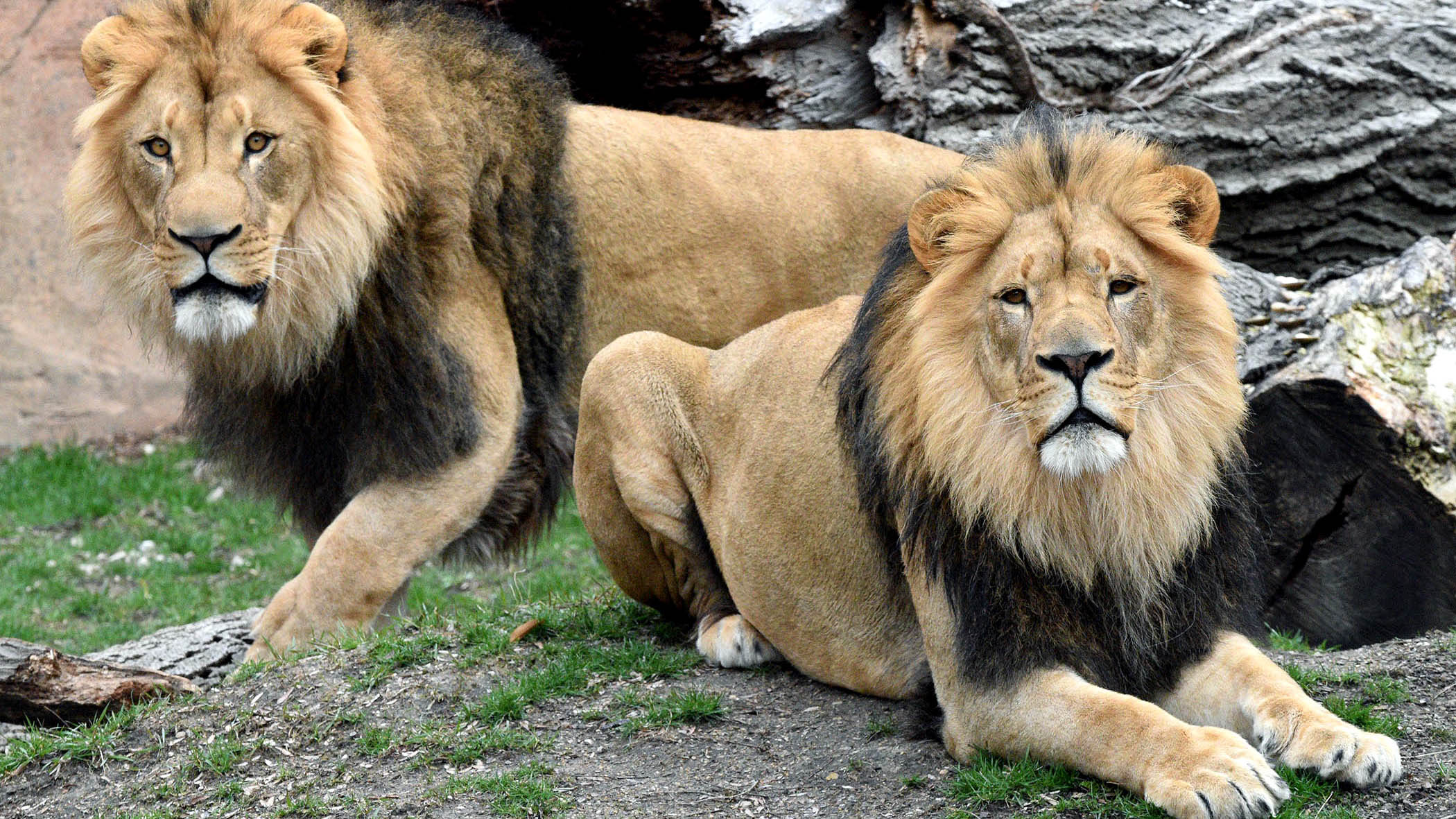 E padëgjuar! Tetë luanë në kopshtin zoologjik infektohen me COVID-19!
