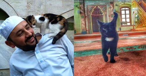 Besimtari mysliman strehon në xhami macet dhe kotelet e vogla të pastreha