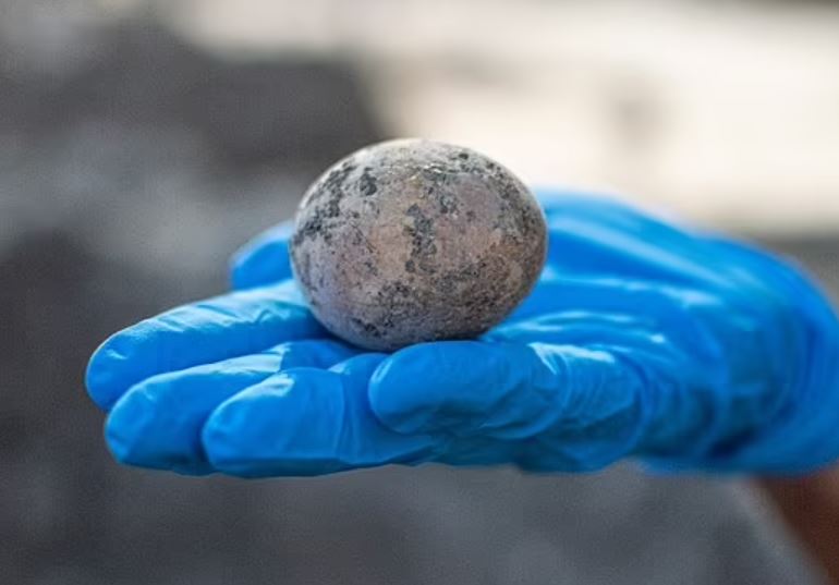 Gjendet veza e pulës 1000-vjeçare mes jashtëqitjeve të njeriut