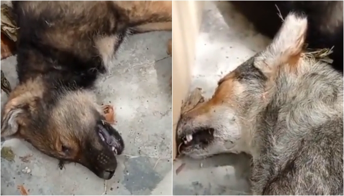 Pamje të rënda! Helmohen qentë në Vlorë, qytetarët kërkojnë ndalimin e mizorisë ndaj kafshëve dhe reagimin e qeverisë