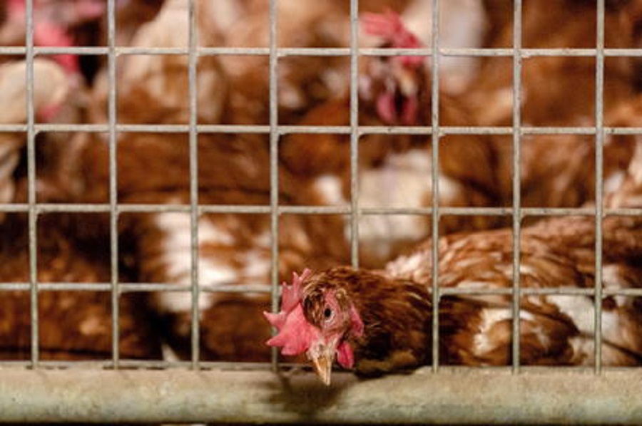 Gripi i shpendëve, asgjësohen 10 ferma pulash