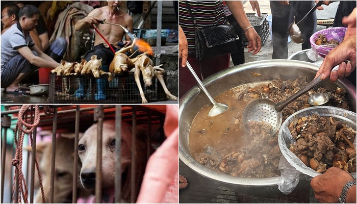 Nis ‘festivali’ i mishit të qenit në Kinë, 5 mijë kafshë do të theren në 10 ditë