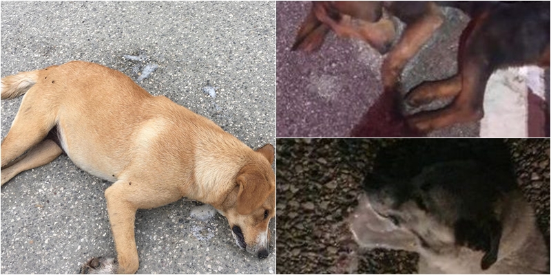 E rëndë në Vlorë/ Helmohen 9 qen në qendrën e kujdesit për kafshët, në tokë u gjet mish i grirë