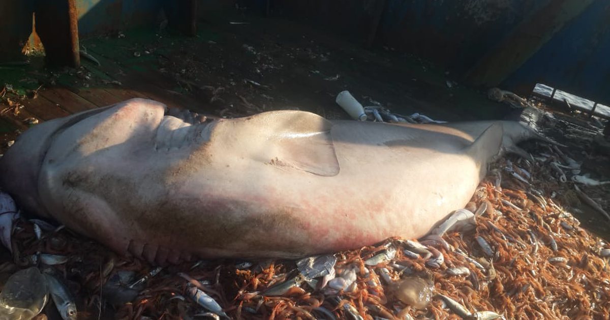 Kapet peshkaqeni 6,5 metra në Durrës/ Kapiteni i anijes: Është i pesti, por më i rrezikshmi