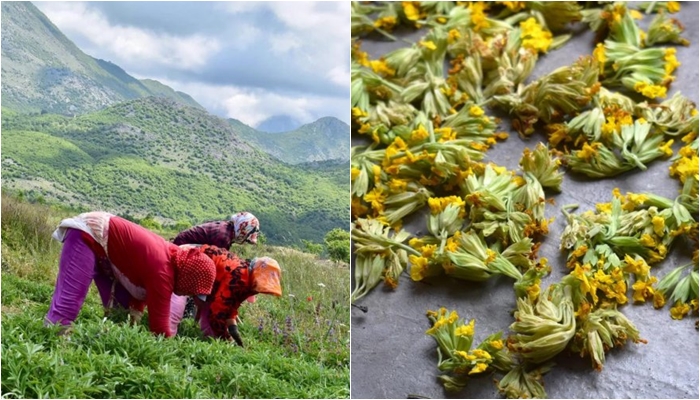 BBC i dedikon një artikull Kukësit dhe bimëve mjekësore: Të korrat e maleve shqiptare që na mbajnë të rinj