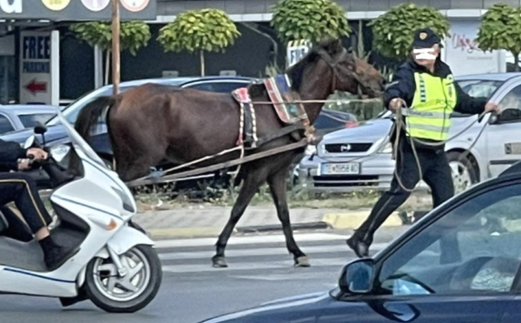 Identifikohet pronari i kalit që vraponte në autostradën Shkup-Tetovë (Video)