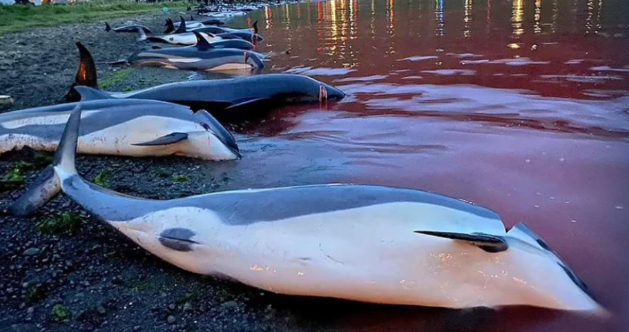 Masakër në ishujt e njohur! Mbi 1400 delfinë theren për nder të ritualit të lashtë