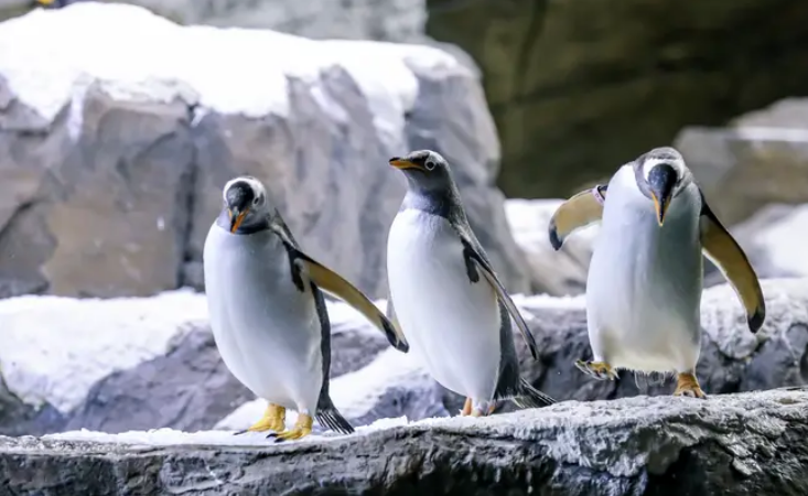 Habisin shkencëtarët: Pinguinët mund të jenë alienë