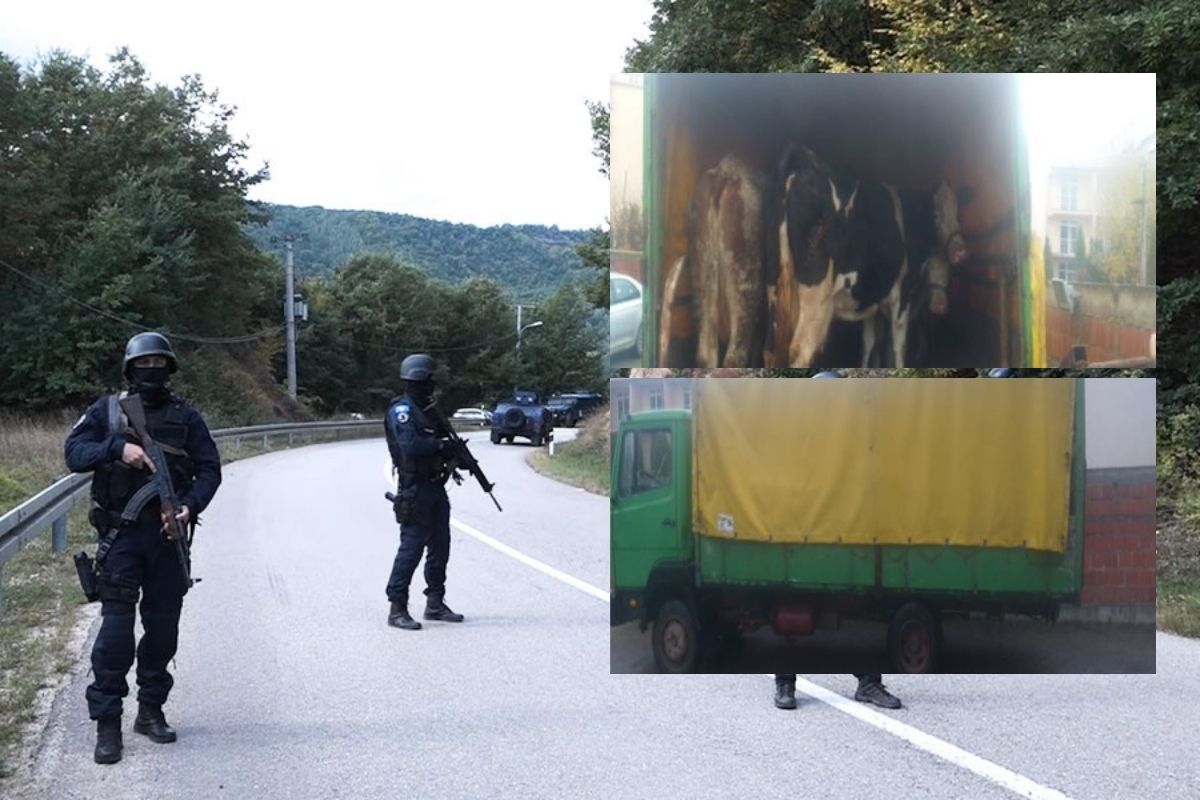 Kontrabanda e kafshëve/ Ndalohet i dyshuari afër kufirit me Maqedoninë