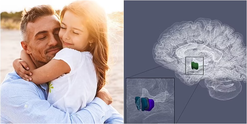 STUDIMI: Baballarët që kalojnë më shumë kohë me fëmijët kanë strukturë ndryshe të trurit!