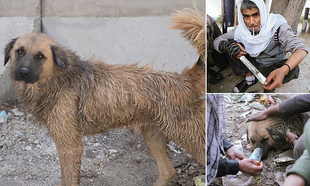 Pamje shokuese! Afganët iu japin qenve të rrugës heroinë për t’i bërë të varur ndaj tyre