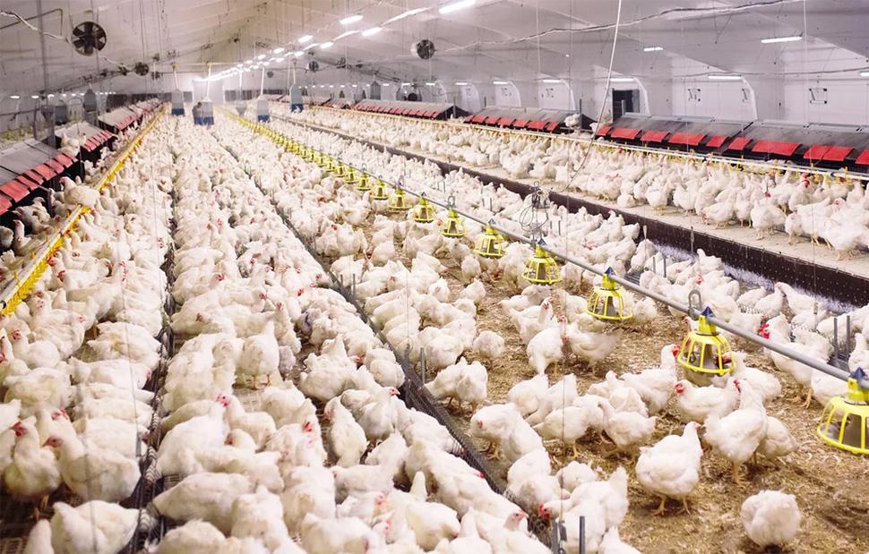 Shpërthen gripi i shpendëve në Çeki, veterinerët pritet të vrasin 80,000 pula