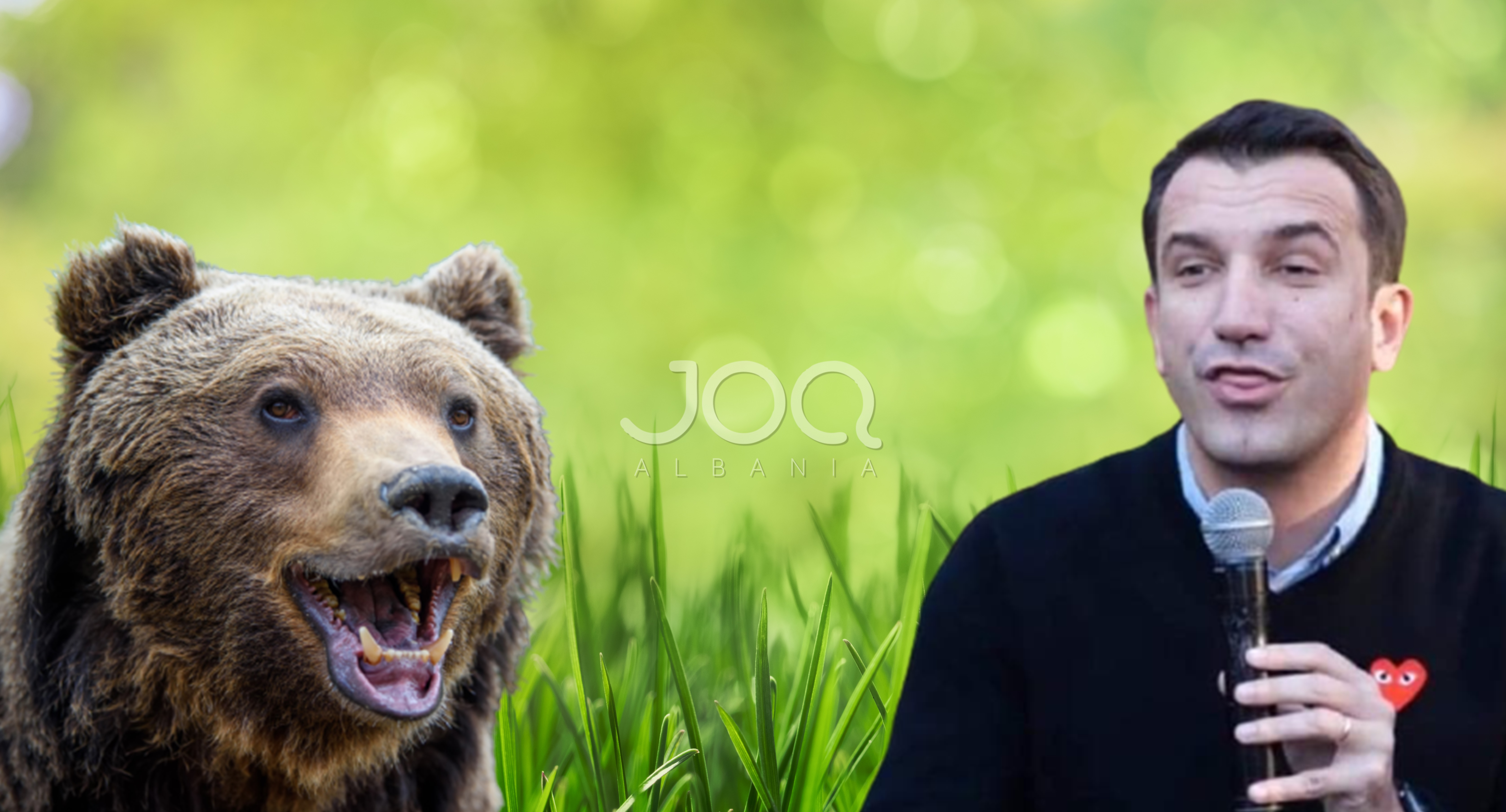 Erion Veliaj spends 85 million to buy bread with jam for the lion and the bear at the Zoo