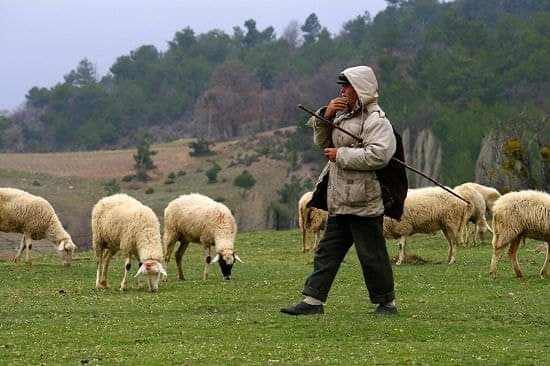 Shqiptari tenton të kalojë tufën me dele nga Greqia në Shqipëri, e shoqërojnë për kontrabandë!