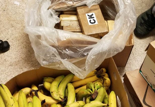 Kokaina e kapur në Vaqarr, lihet në burg administratori dhe shoferët e firmës së bananeve