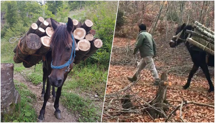 Tepelenë/ 42-vjeçari po transportonte dru për t’u ngrohur, procedohet nga policia