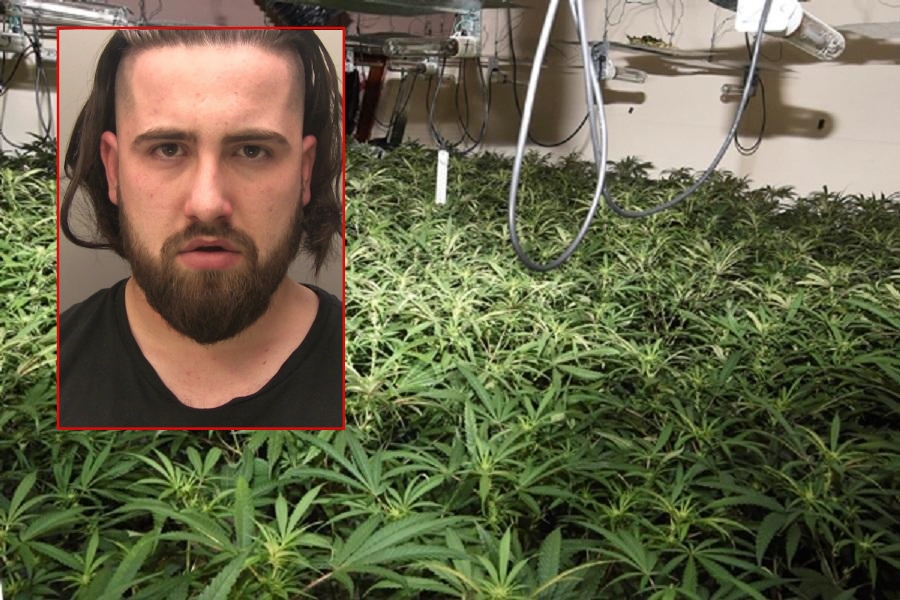 “Jam nga Shqipëria por anglishtja ime s’është e mirë”, shqiptari kapet në shtëpinë me 171 rrënjë kanabisi me vlerë 100 mijë £