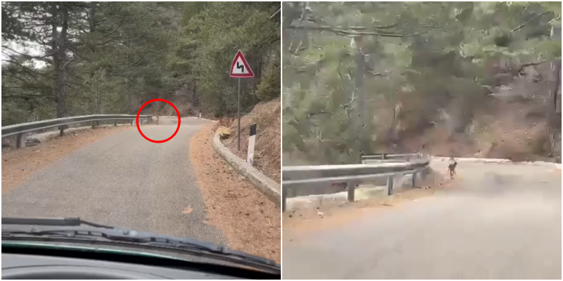 E rrallë/ Kaprolli filmohet në rrugën e Qafshtamës