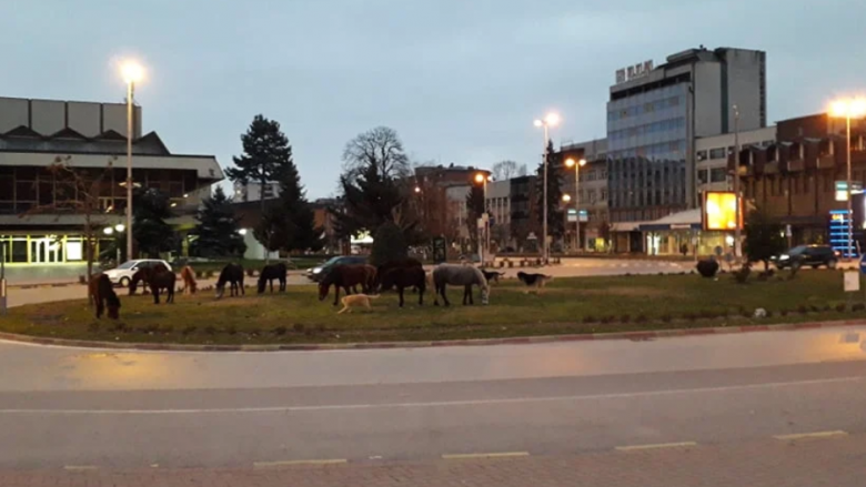 Pamje e pazakontë në Tetovë, kuajt sot kullosnin në qendër të qytetit