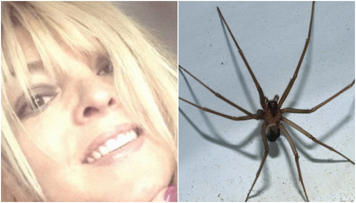 U pickua dy herë nga një merimangë, humb jetën 46-vjeçarja
