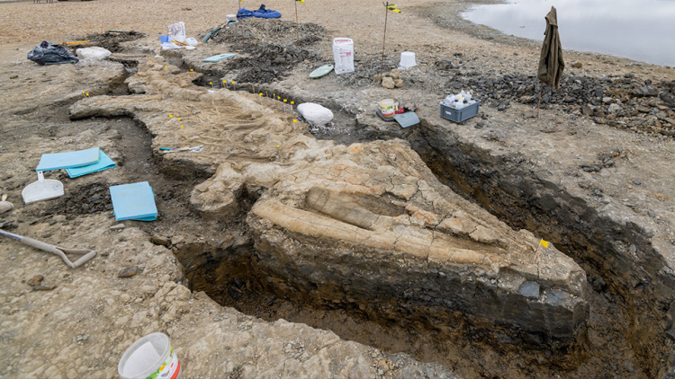 E rrallë/ Zbulohet fosili më i madh i “dragoit të detit”