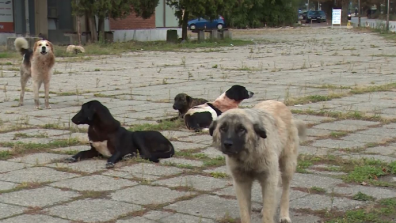 E rëndë në Prishtinë: 4-vjeçari kafshohet nga qeni në oborrin e çerdhes